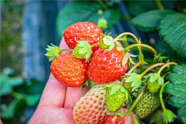 不负好春光，快来收藏这条春游路线吧！